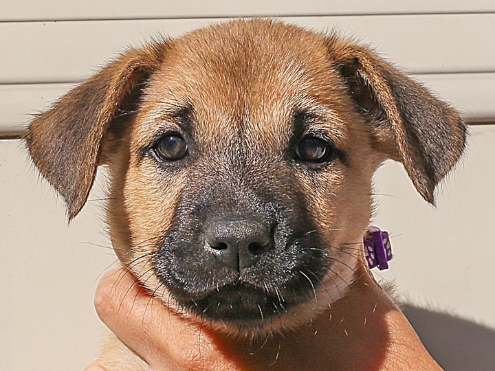 chinook puppy